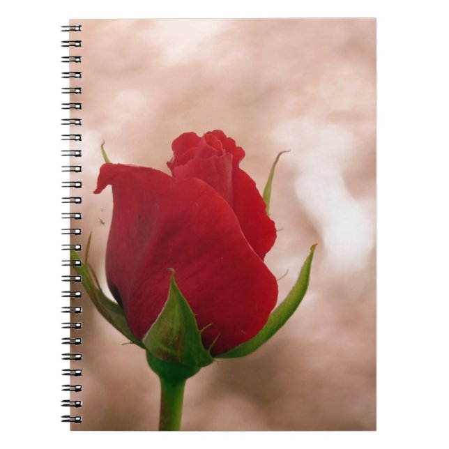 Single Red Rose Spiral Notebook (Front)