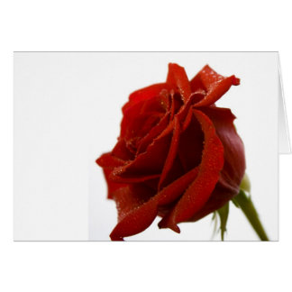 Single Red Rose With Dew Drops