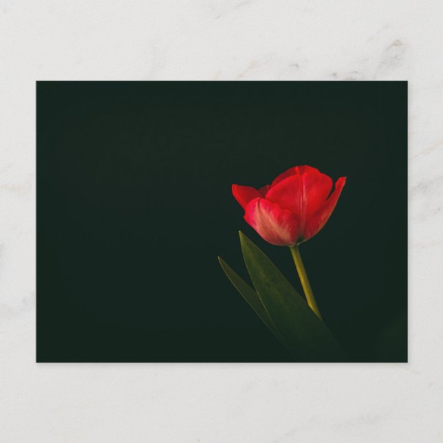Single Red Tulip Postcard (Front)