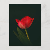 Single Red Tulip