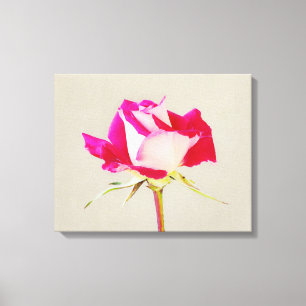 Single Rose Art Photographic Print
