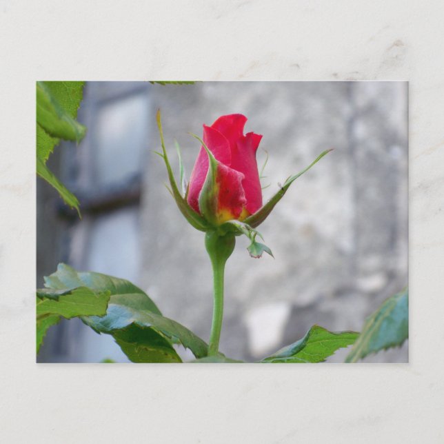 Single Rose Bud Postcard (Front)