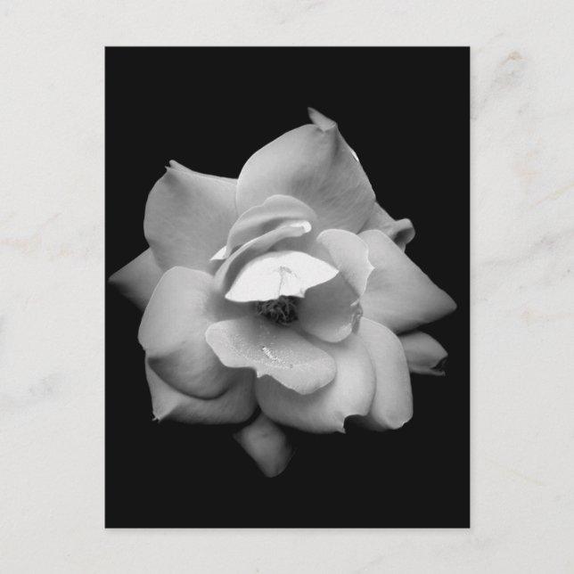 Single Rose in Black and White Postcard (Front)