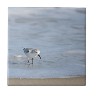 Single Sandpiper walking on beach  Tile