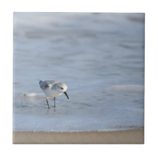 Single Sandpiper walking on beach  Tile