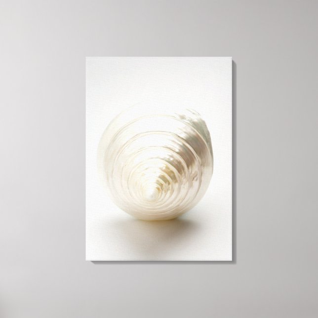 Single spiral seashell canvas print (Front)