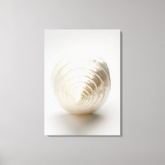 Single spiral seashell canvas print