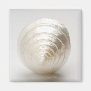 Single spiral seashell magnet