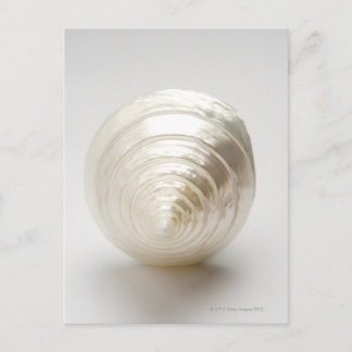 Single spiral seashell postcard