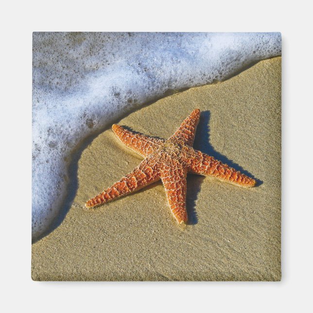 Single Starfish on Beach Magnet (Front)
