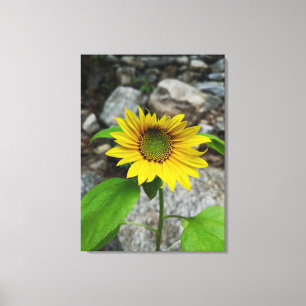 single sunflower canvas print