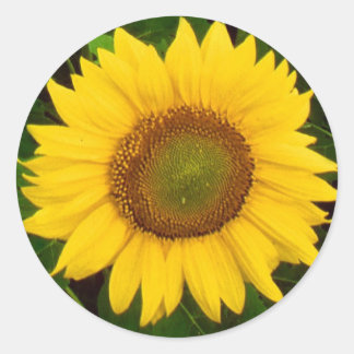 Single Sunflower Green Leaves Yellow Flower Classic Round Sticker