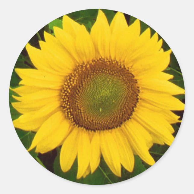 Single Sunflower Green Leaves Yellow Flower Classic Round Sticker (Front)