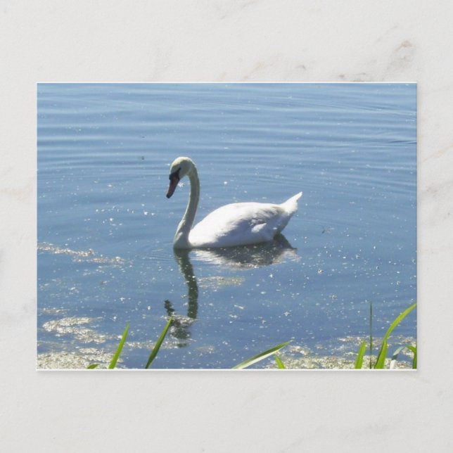Single Swan Postcard (Front)
