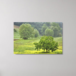 Single tree in agricultural farm field, Tuscany, 2 Canvas Print