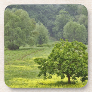 Single tree in agricultural farm field, Tuscany, 2 Coaster