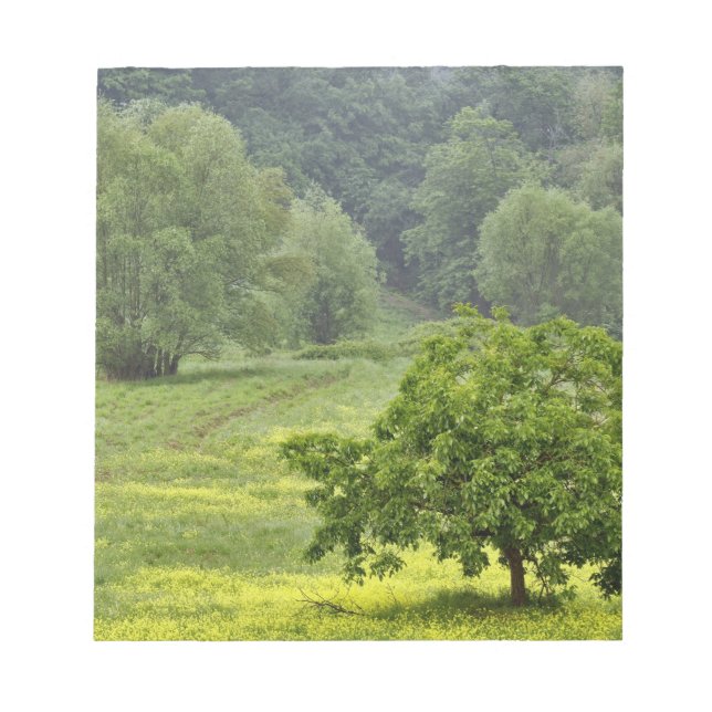 Single tree in agricultural farm field, Tuscany, 2 Notepad (Front)