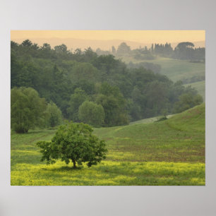 Single tree in agricultural farm field, Tuscany, Poster