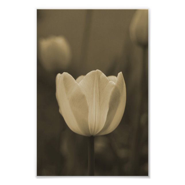 Single Tulip flower photography print sepia tone (Front)