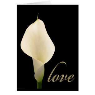 Single white calla lily