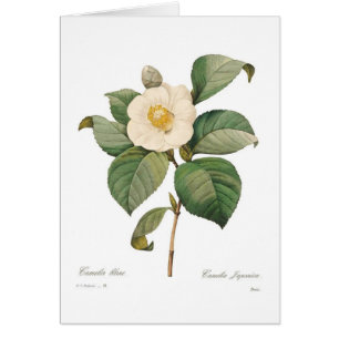 Single white camellia