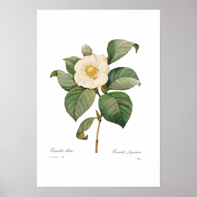 Single White Camellia Poster (Front)