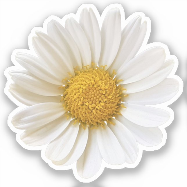 Single White Daisy (Front)