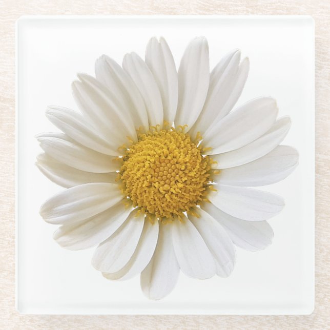 Single White Daisy Glass Coaster (Front)