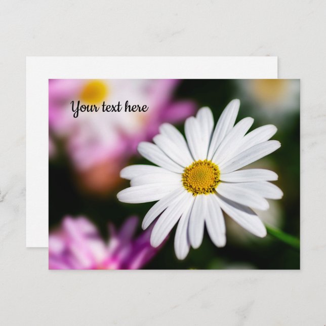 Single White Daisy Postcard (Front/Back)