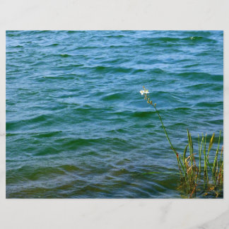Single white flower water reed pond