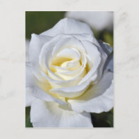 Single white rose blossoms