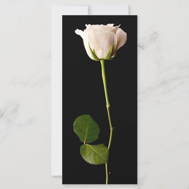 Single white rose on a black background (Front)