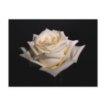 Single White Rose