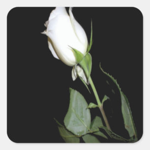 Single White Rose Square Sticker