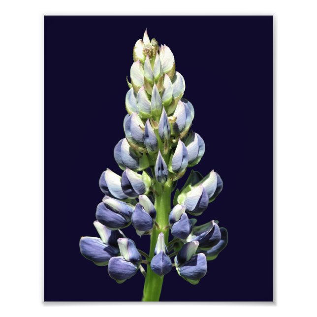 Single Wild Purple Lupine Flower 8x10 Photo Print (Front)