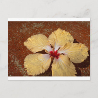 Single yellow hibiscus flower postcard