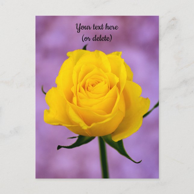 Single Yellow Rose Postcard (Front)