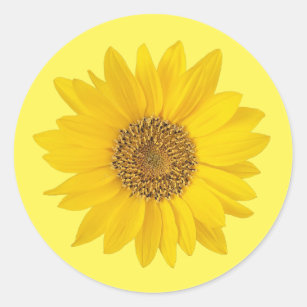 Single Yellow Sunflower Classic Round Sticker