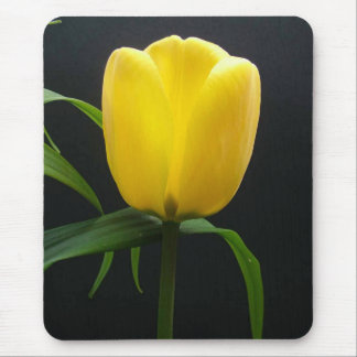 Single yellow tulip flower in black background mouse pad