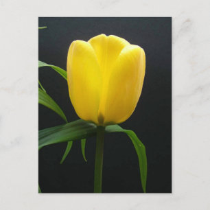 Single yellow tulip flower postcard