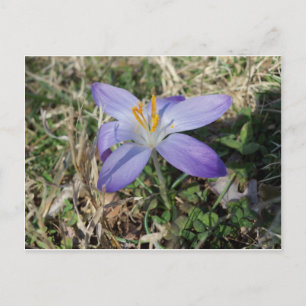 Singular Crocus Postcard