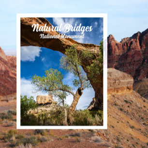 Sipapu Bridge, Natural Bridges National Monument P Postcard