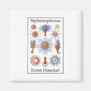 Siphonophorae by Ernst Haeckel Magnet