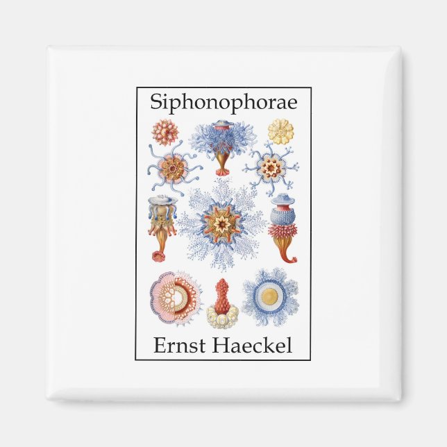 Siphonophorae by Ernst Haeckel Magnet (Front)
