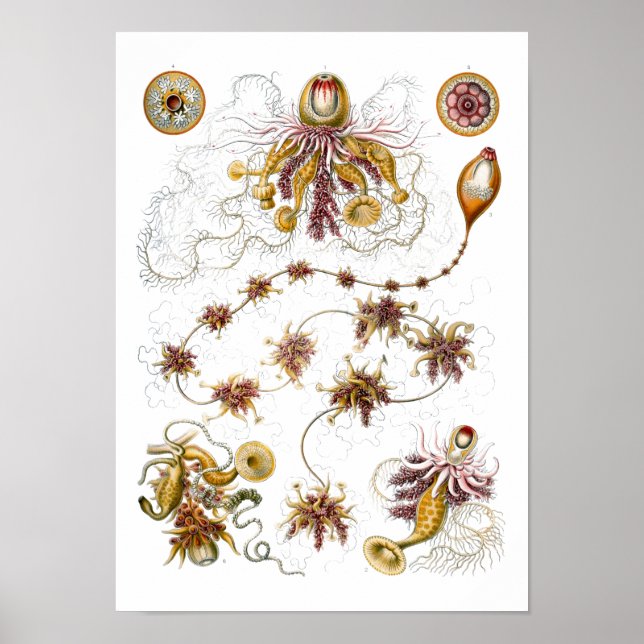 Siphonophorae Ernst Haeckel Fine Art Poster (Front)