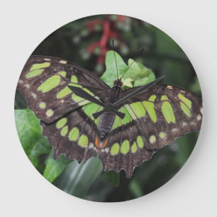 Siproeta stelenes large clock