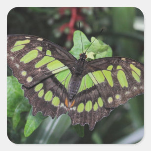 Siproeta stelenes square sticker