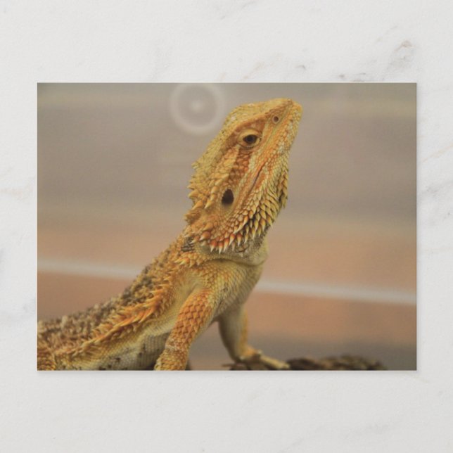 Sir Charles Posing Postcard (Front)