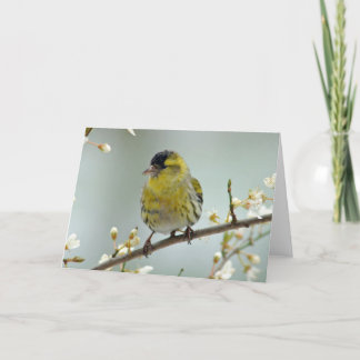 Siskin greeting card