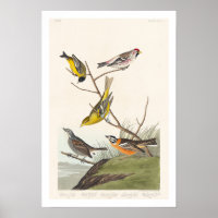 Siskin, Red-poll, Tanager, Bunting, Finch